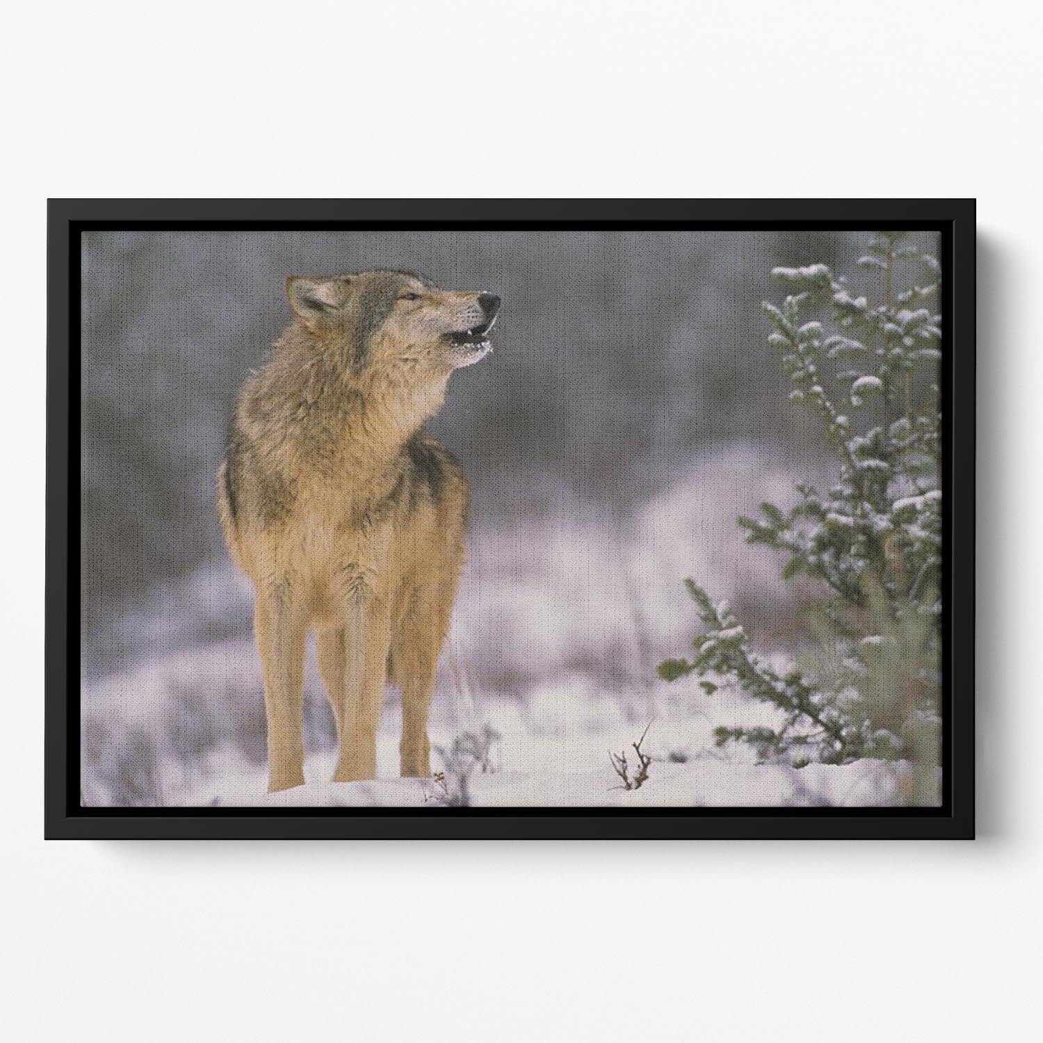 Wolf Howling in Snow Floating Framed Canvas - Canvas Art Rocks - 2