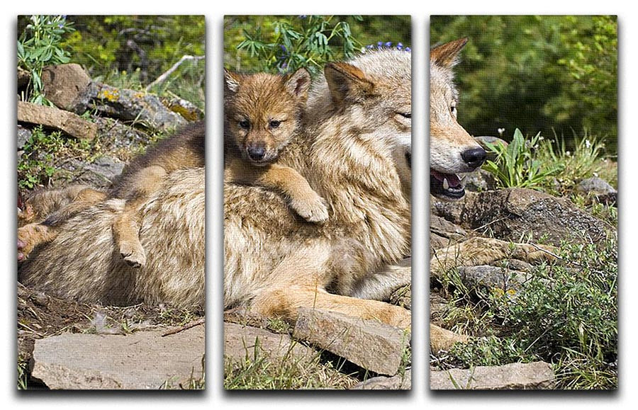 Wolf cubs and mother at den site 3 Split Panel Canvas Print - Canvas Art Rocks - 1