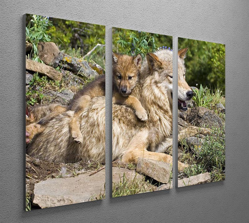 Wolf cubs and mother at den site 3 Split Panel Canvas Print - Canvas Art Rocks - 2