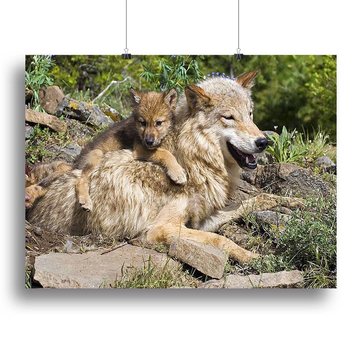 Wolf cubs and mother at den site Canvas Print or Poster - Canvas Art Rocks - 2