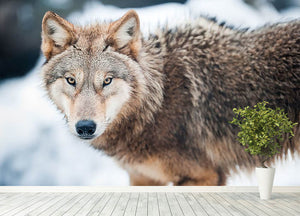 Wolf standing in the snow Wall Mural Wallpaper - Canvas Art Rocks - 4