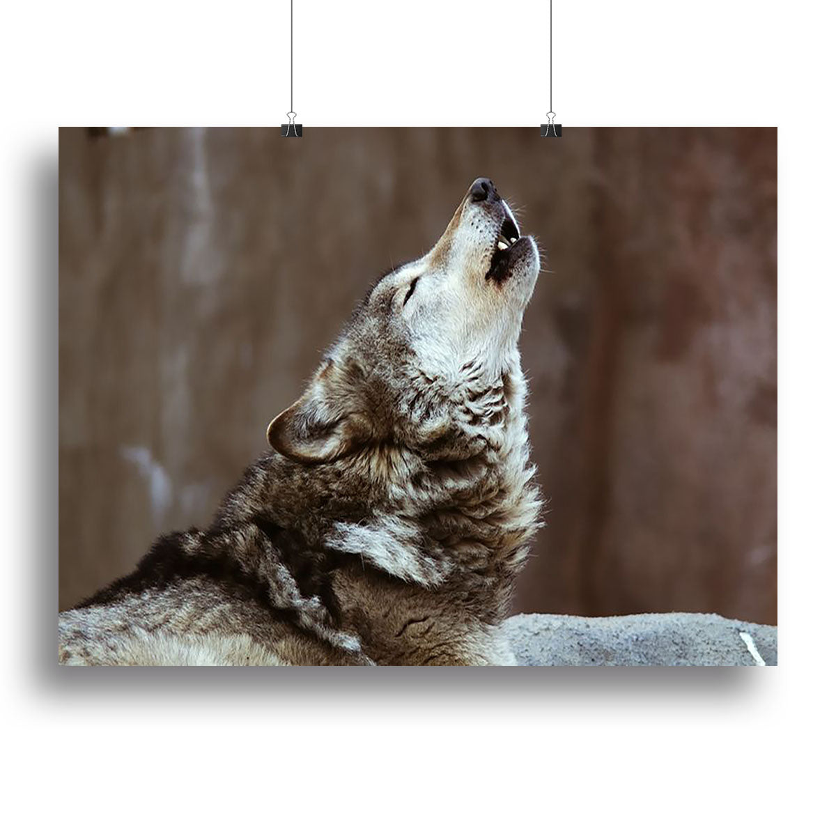 Wolves howl in Moscow Zoo Canvas Print or Poster - Canvas Art Rocks - 2