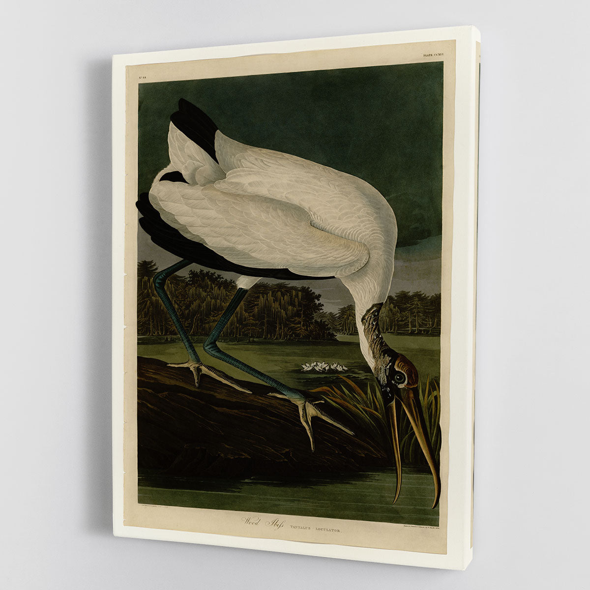 Wood Ibiss by Audubon Canvas Print or Poster - Canvas Art Rocks - 1