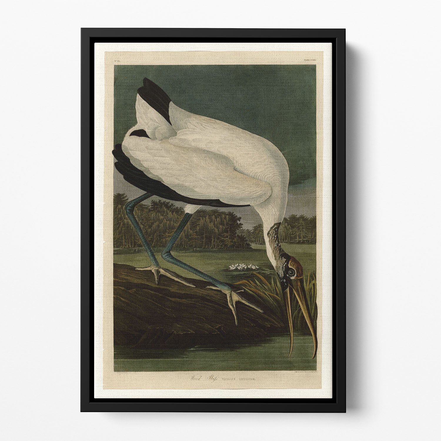 Wood Ibiss by Audubon Floating Framed Canvas