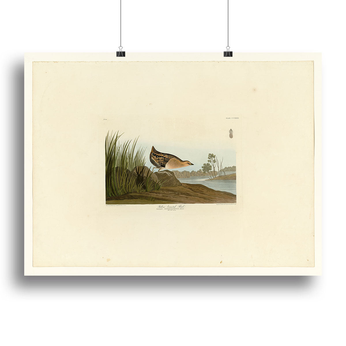 Yellow breasted Rail by Audubon Canvas Print or Poster - Canvas Art Rocks - 2