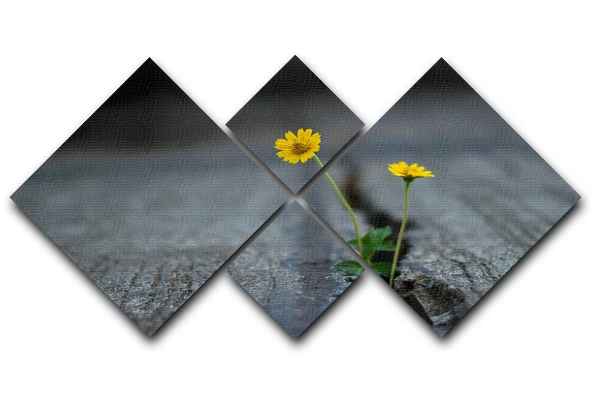 Yellow flower growing in street 4 Square Multi Panel Canvas  - Canvas Art Rocks - 1