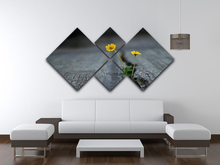 Yellow flower growing in street 4 Square Multi Panel Canvas  - Canvas Art Rocks - 3