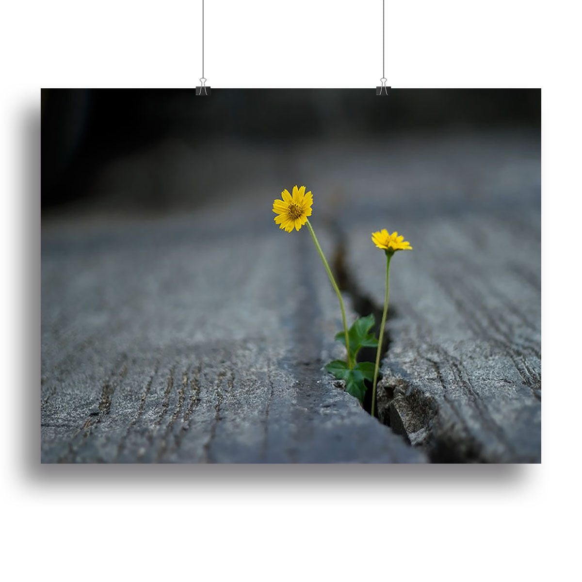 Yellow flower growing in street Canvas Print or Poster - Canvas Art Rocks - 2
