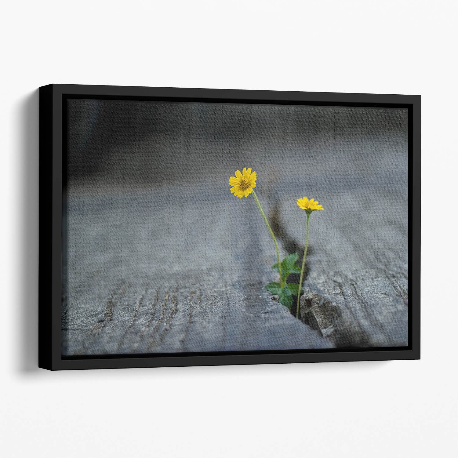 Yellow flower growing in street Floating Framed Canvas