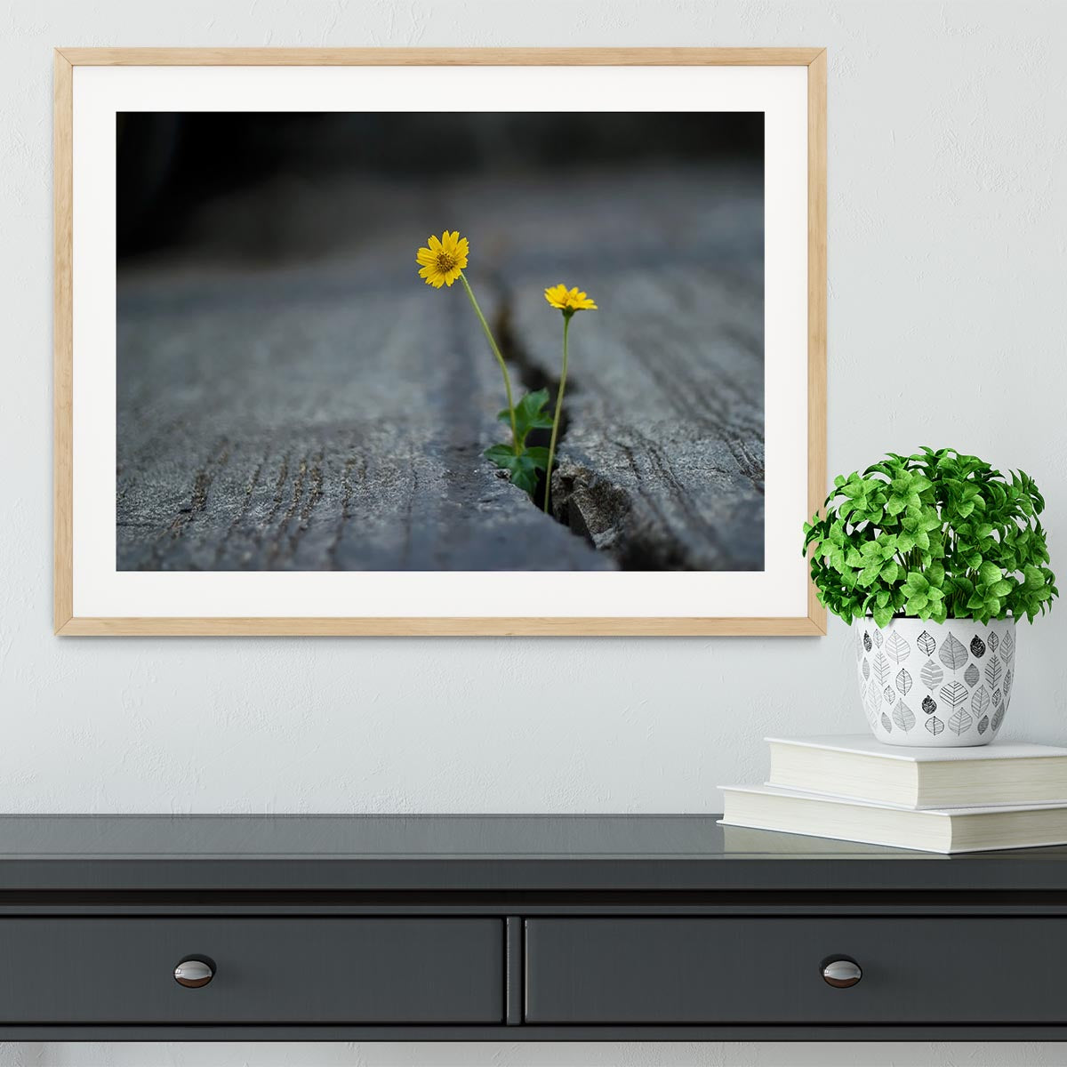 Yellow flower growing in street Framed Print - Canvas Art Rocks - 3