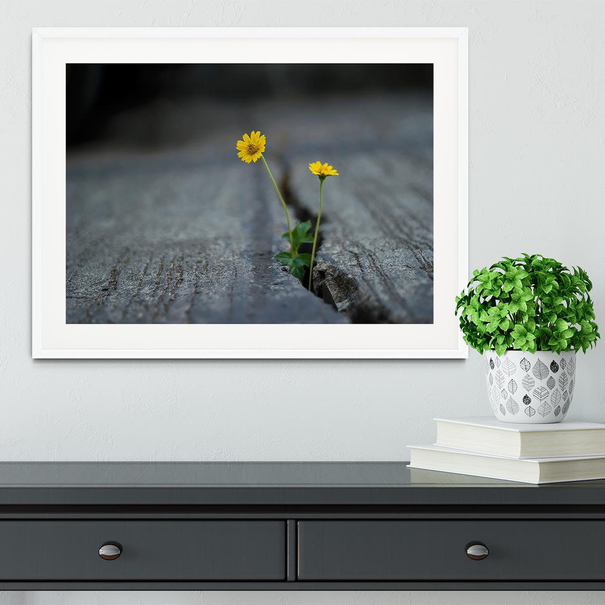 Yellow flower growing in street Framed Print - Canvas Art Rocks - 5