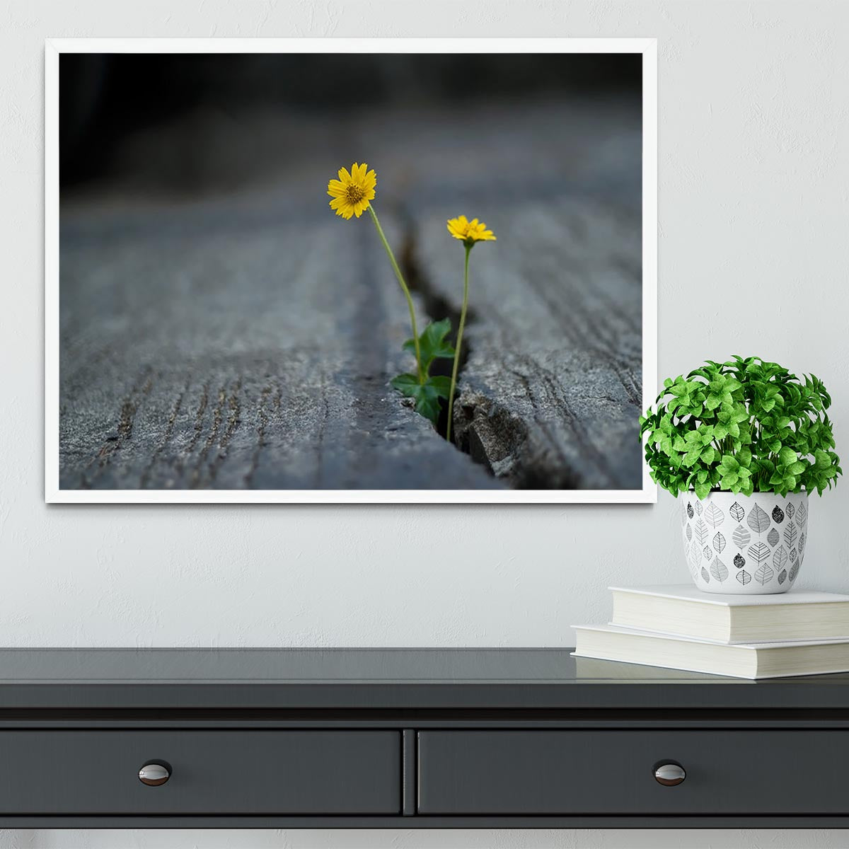 Yellow flower growing in street Framed Print - Canvas Art Rocks -6