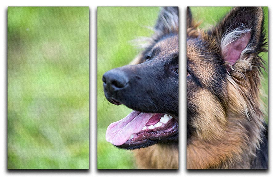 Young dog german shepherd on the grass in the park 3 Split Panel Canvas Print - Canvas Art Rocks - 1