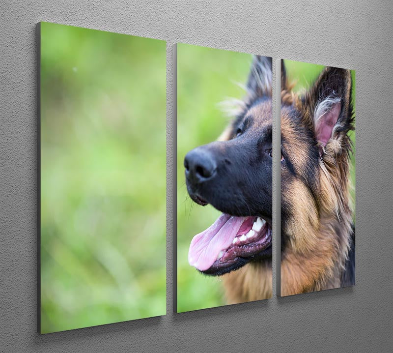 Young dog german shepherd on the grass in the park 3 Split Panel Canvas Print - Canvas Art Rocks - 2
