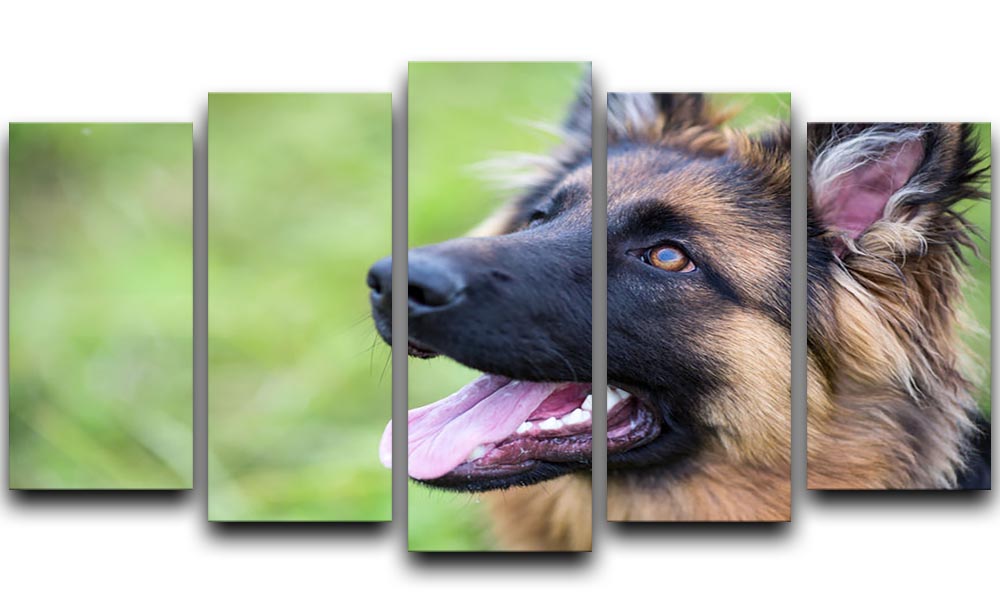 Young dog german shepherd on the grass in the park 5 Split Panel Canvas - Canvas Art Rocks - 1