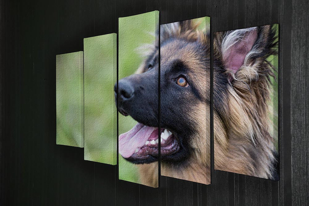 Young dog german shepherd on the grass in the park 5 Split Panel Canvas - Canvas Art Rocks - 2
