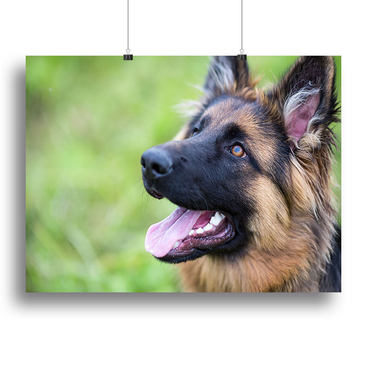 Young dog german shepherd on the grass in the park Canvas Print or Poster - Canvas Art Rocks - 2