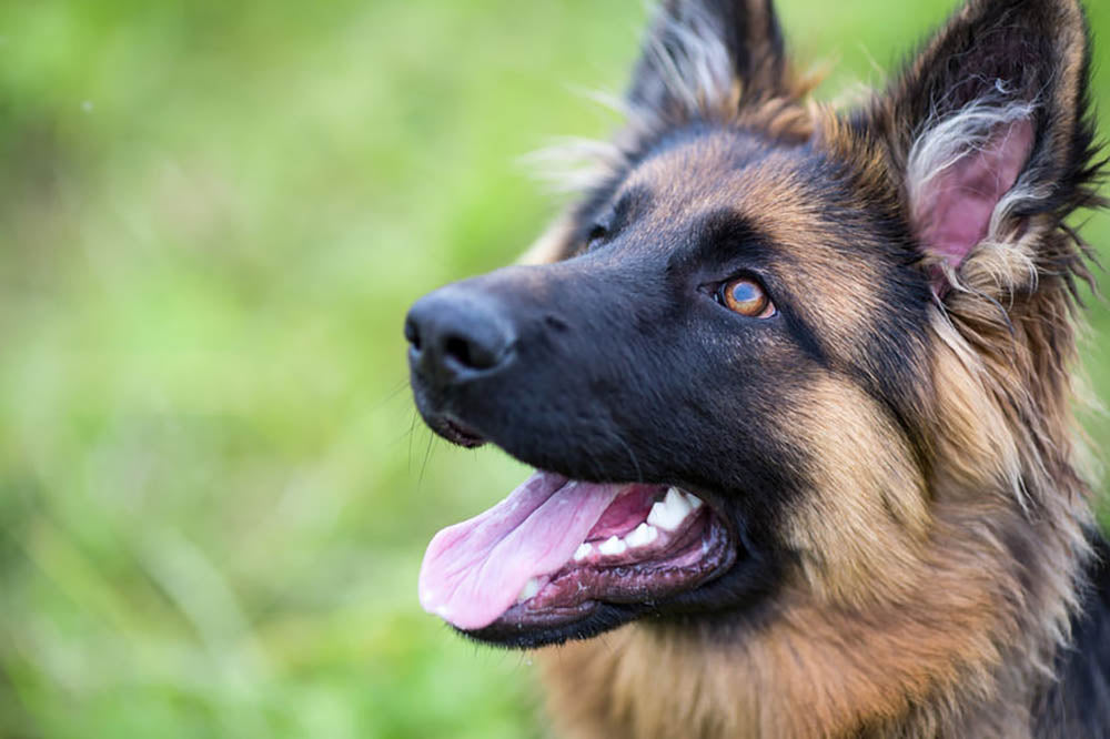 Young dog german shepherd on the grass in the park Wall Mural Wallpaper - Canvas Art Rocks - 1