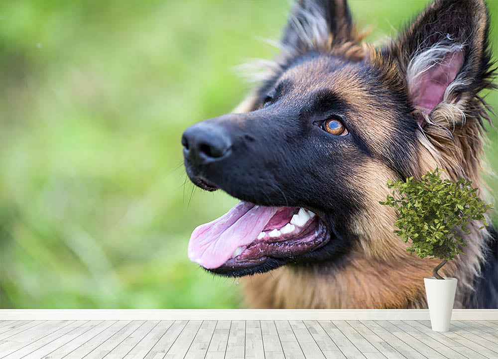 German shepherd park hot sale