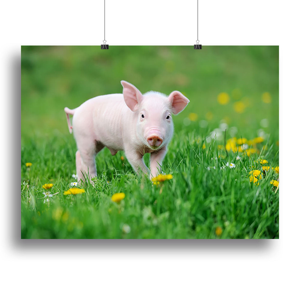 Young funny pig Canvas Print or Poster - Canvas Art Rocks - 2