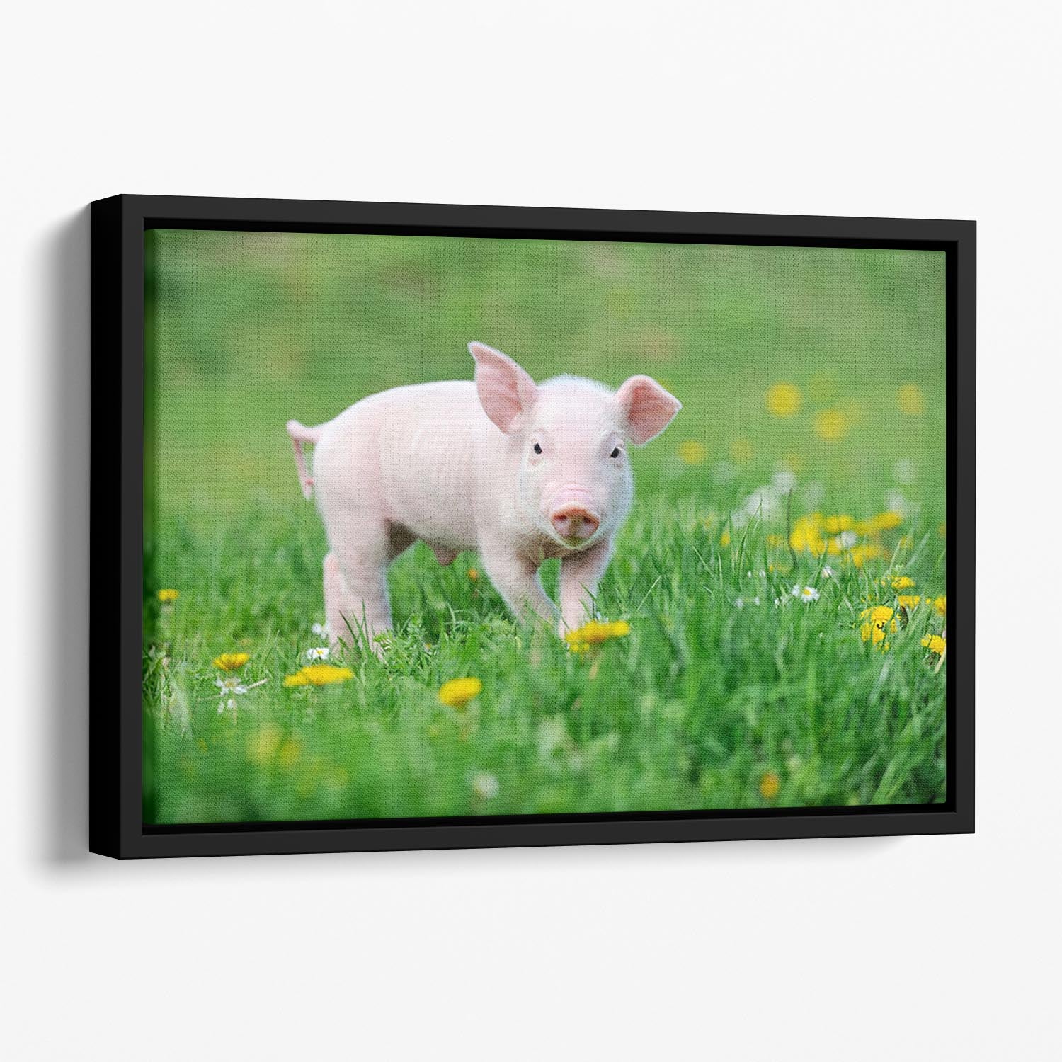Young funny pig Floating Framed Canvas - Canvas Art Rocks - 1