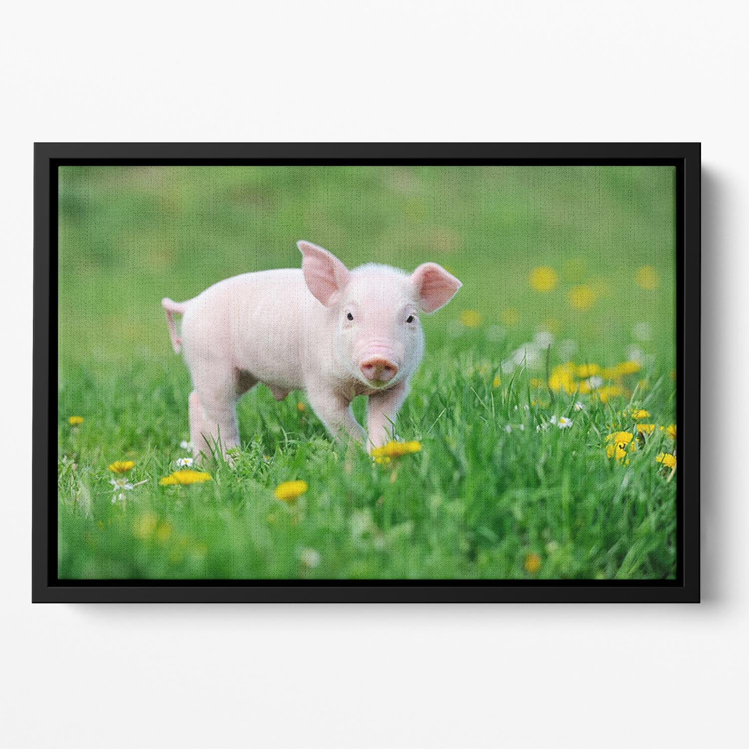 Young funny pig Floating Framed Canvas - Canvas Art Rocks - 2