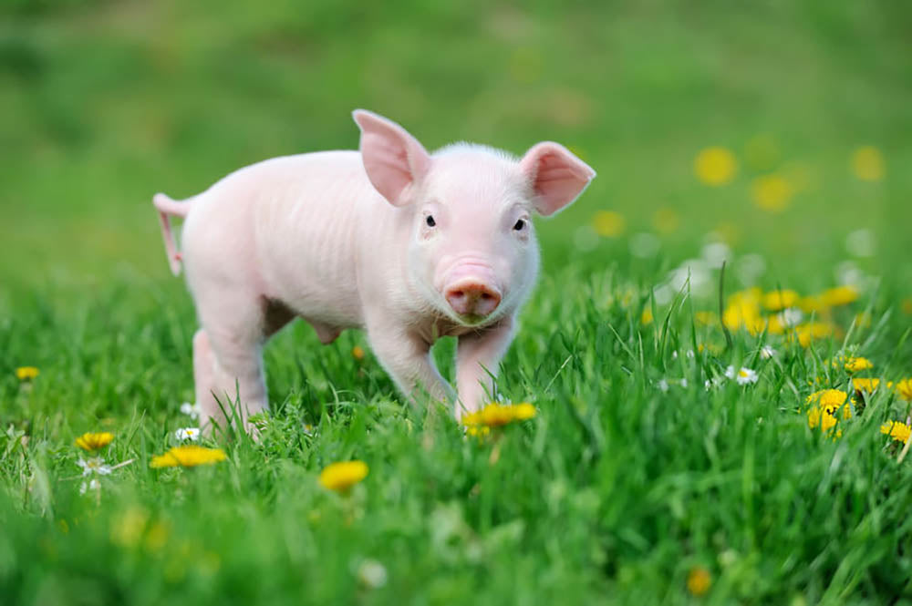 Young funny pig Wall Mural Wallpaper - Canvas Art Rocks - 1