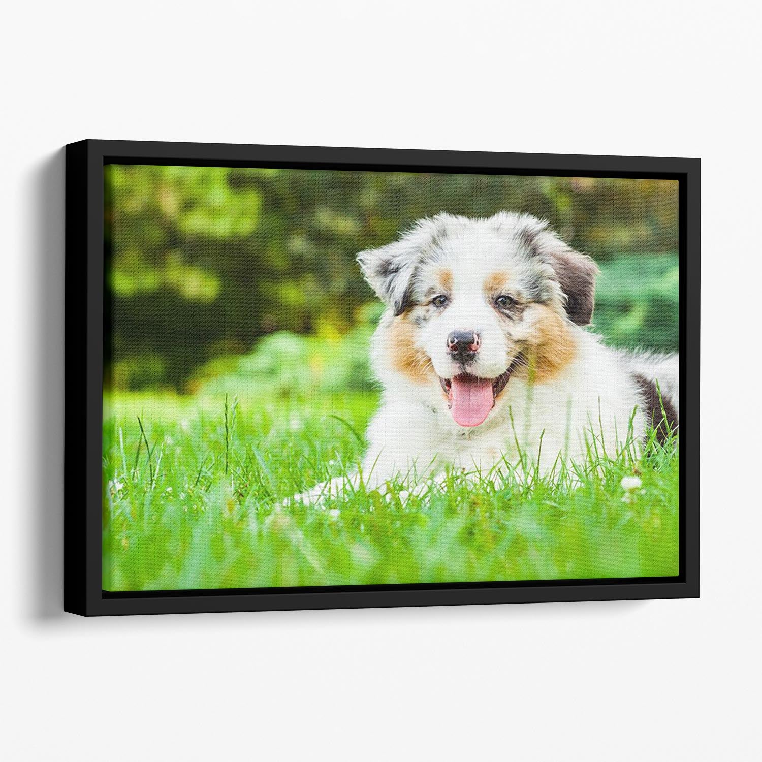 Young puppy lying on fresh green grass in public park Floating Framed Canvas - Canvas Art Rocks - 1