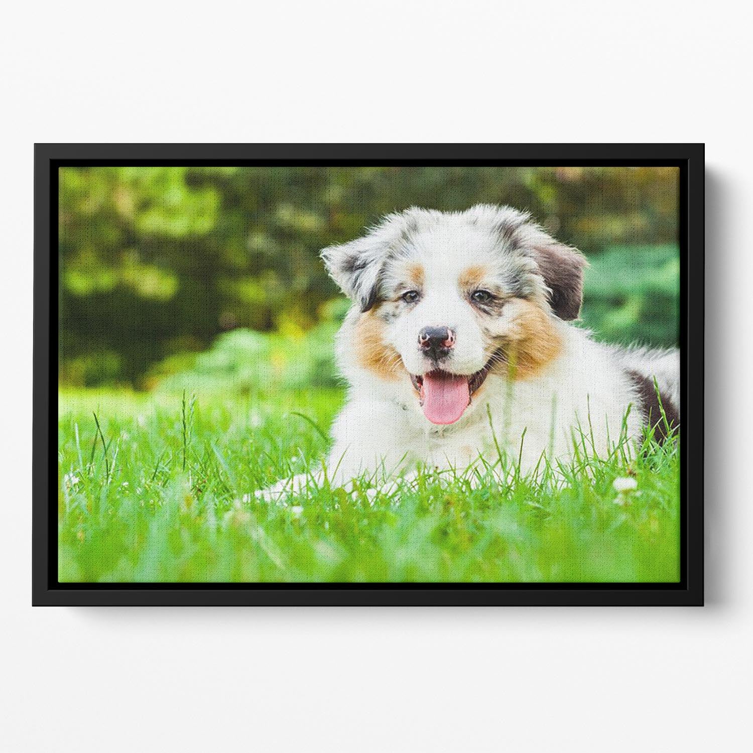 Young puppy lying on fresh green grass in public park Floating Framed Canvas - Canvas Art Rocks - 2
