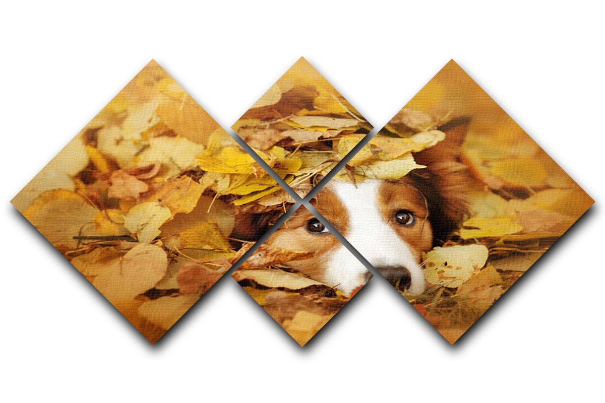 Young red border collie dog playing with leaves 4 Square Multi Panel Canvas - Canvas Art Rocks - 1