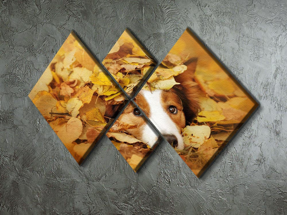 Young red border collie dog playing with leaves 4 Square Multi Panel Canvas - Canvas Art Rocks - 2