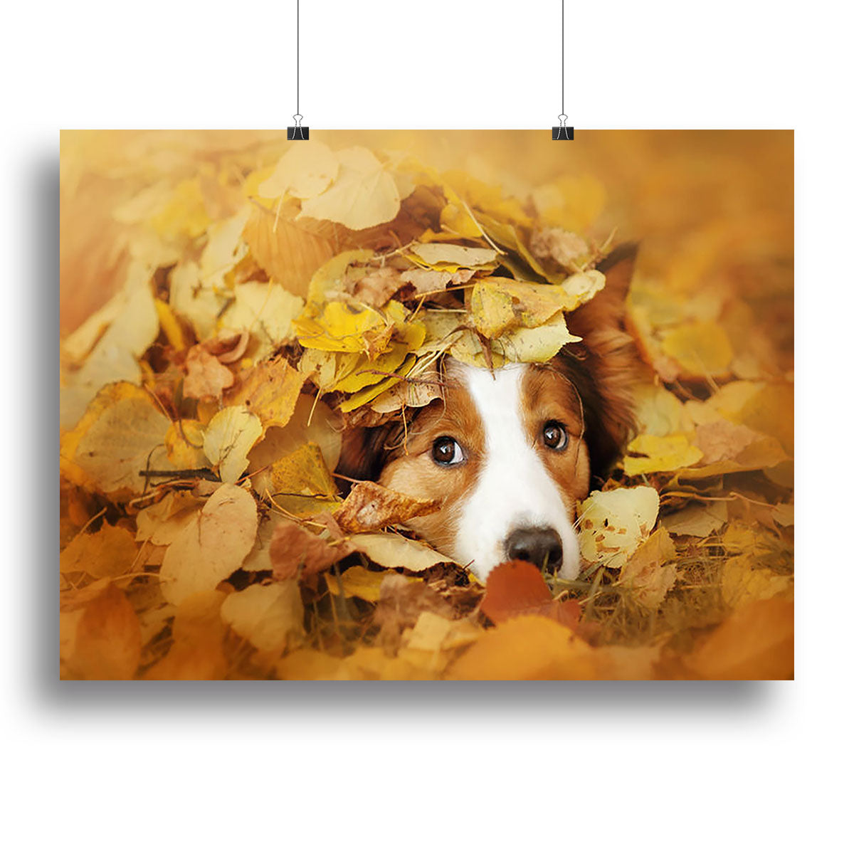 Young red border collie dog playing with leaves Canvas Print or Poster - Canvas Art Rocks - 2