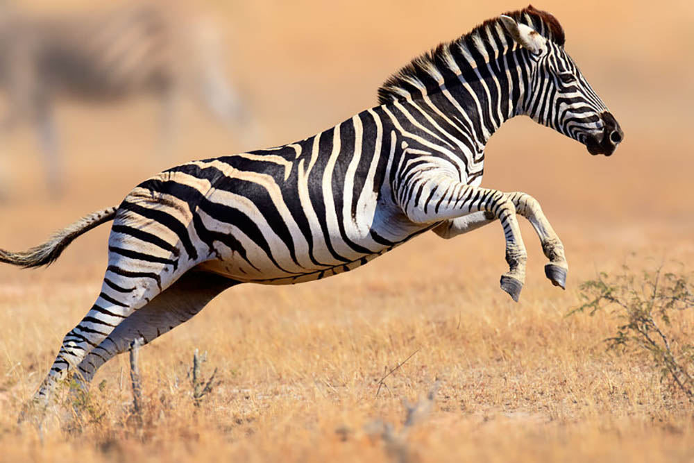 Zebra Wall Mural Wallpaper - Canvas Art Rocks - 1