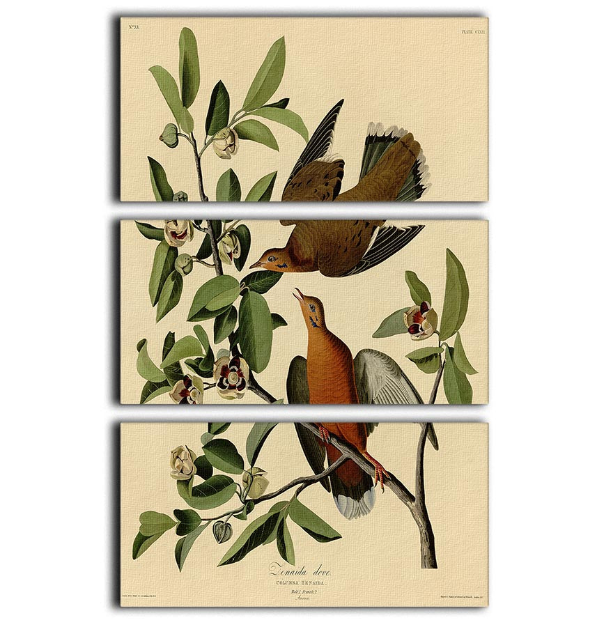 Zenaida Doves by Audubon 3 Split Panel Canvas Print - Canvas Art Rocks - 1