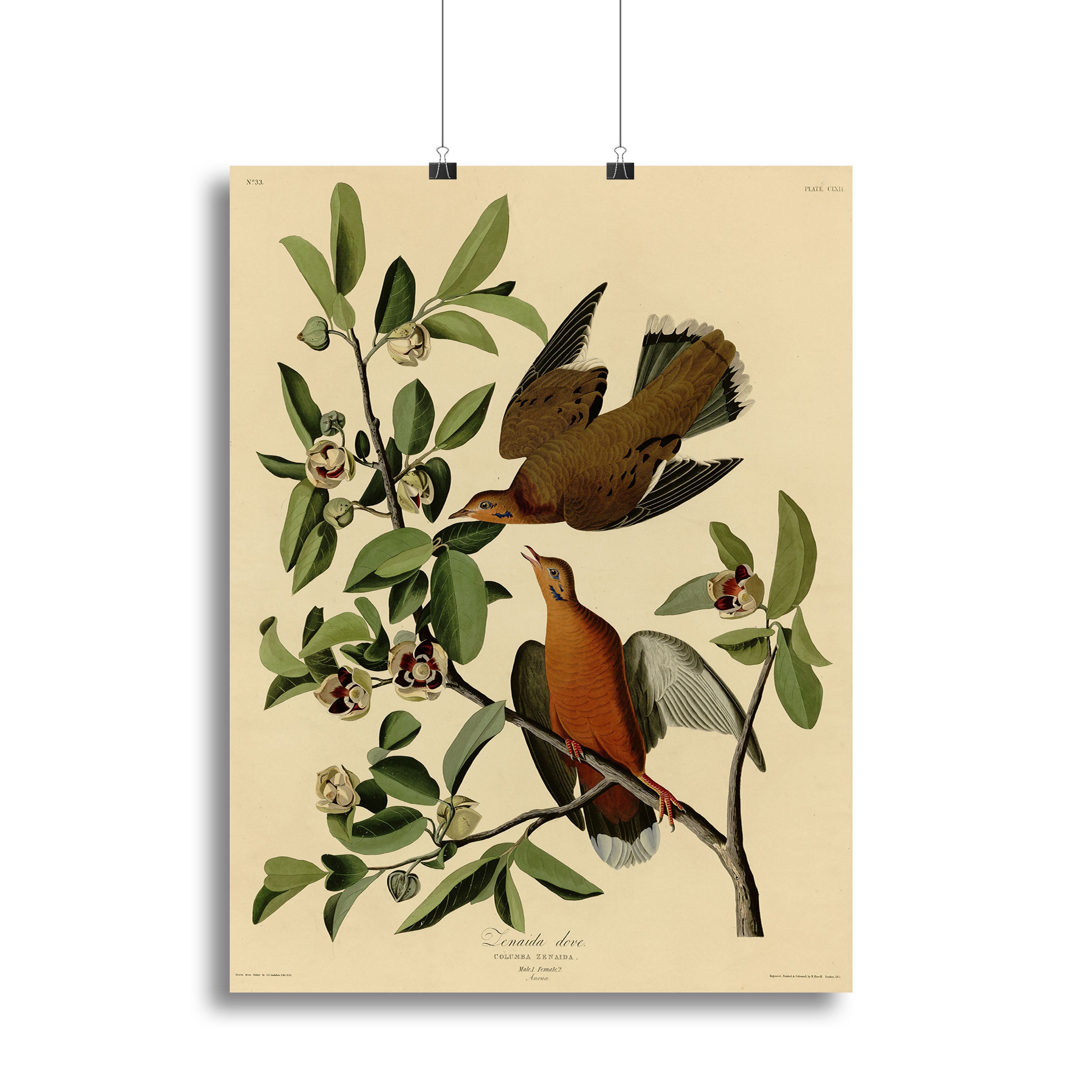 Zenaida Doves by Audubon Canvas Print or Poster - Canvas Art Rocks - 2