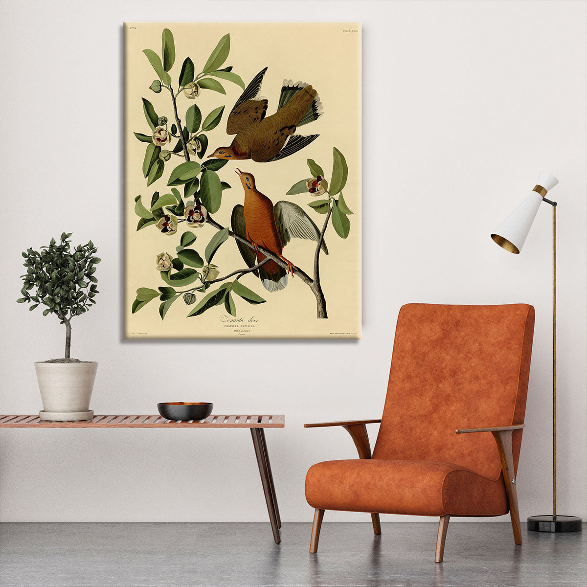 Zenaida Doves by Audubon Canvas Print or Poster - Canvas Art Rocks - 6