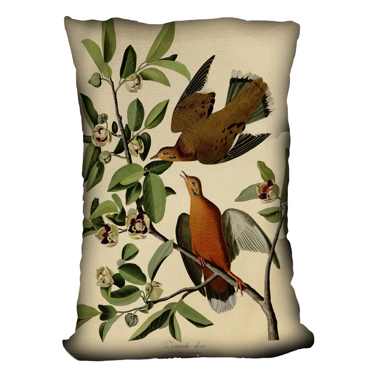 Zenaida Doves by Audubon Cushion