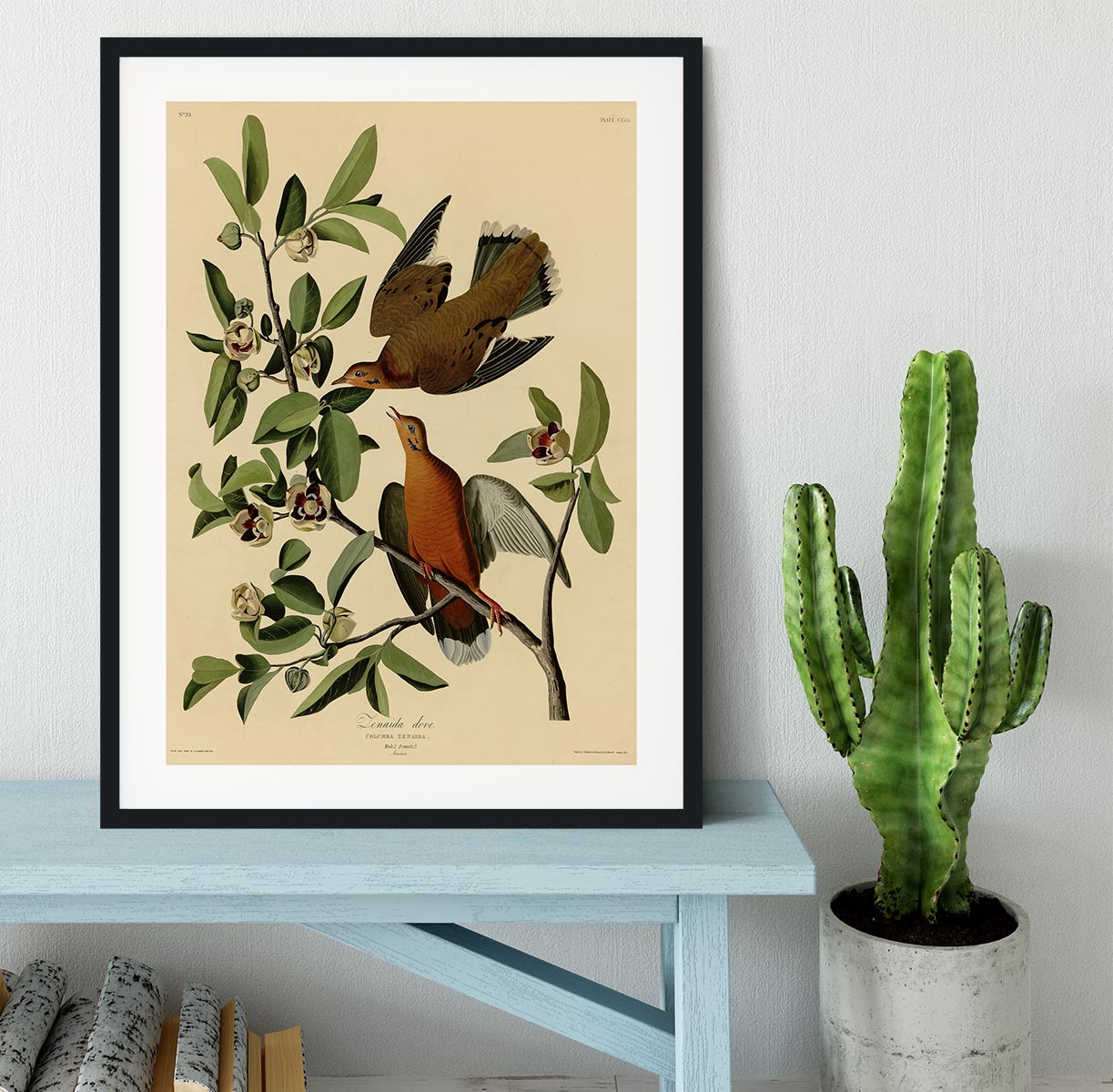 Zenaida Doves by Audubon Framed Print - Canvas Art Rocks - 1