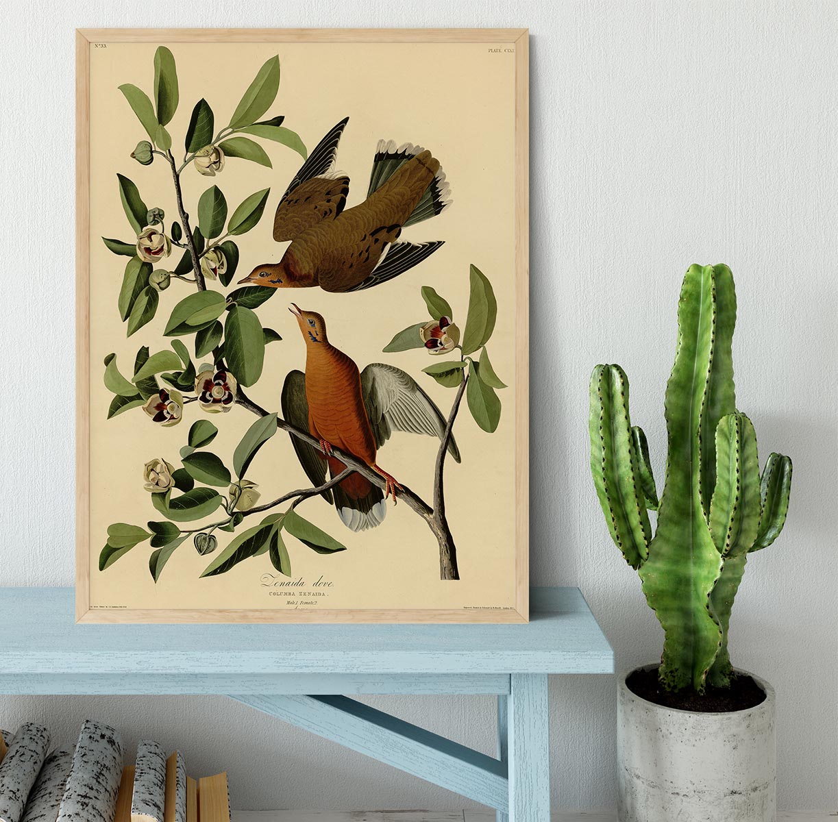 Zenaida Doves by Audubon Framed Print - Canvas Art Rocks - 4