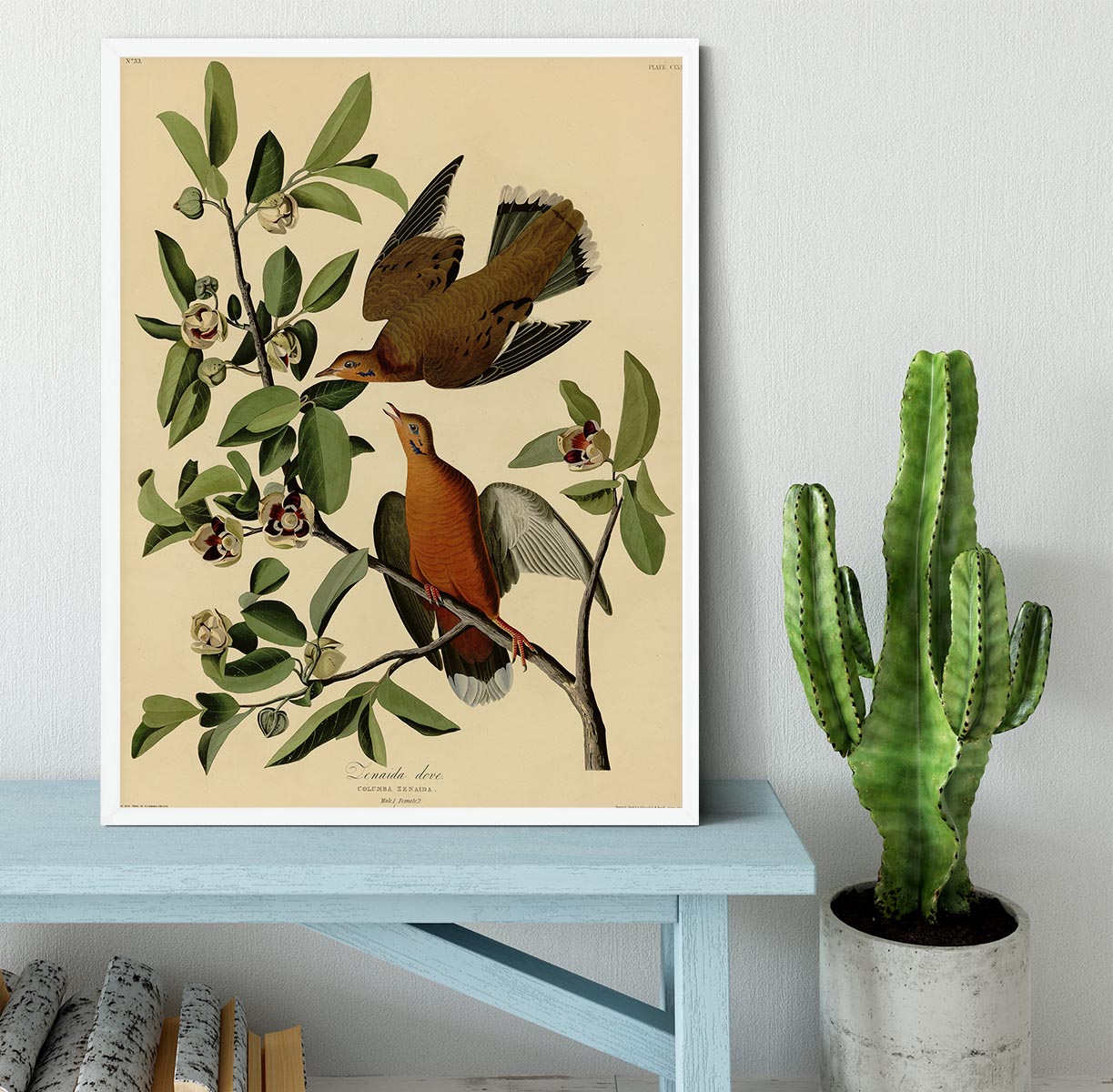 Zenaida Doves by Audubon Framed Print - Canvas Art Rocks -6