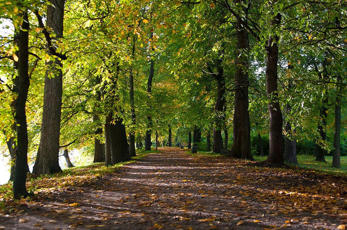 autumn road with leaves in park Wall Mural Wallpaper