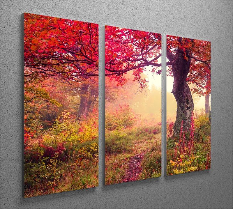 autumn trees in forest 3 Split Panel Canvas Print - Canvas Art Rocks - 2