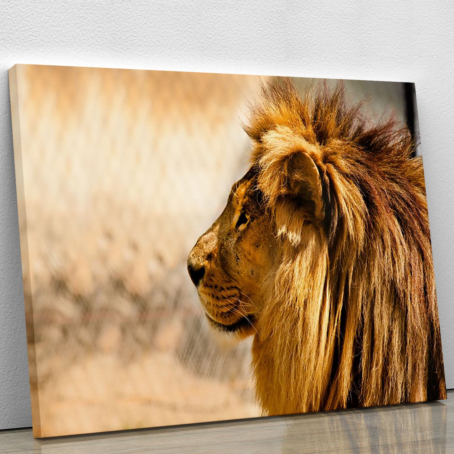 beautiful African lion relaxing on the sun Canvas Print or Poster - Canvas Art Rocks - 1