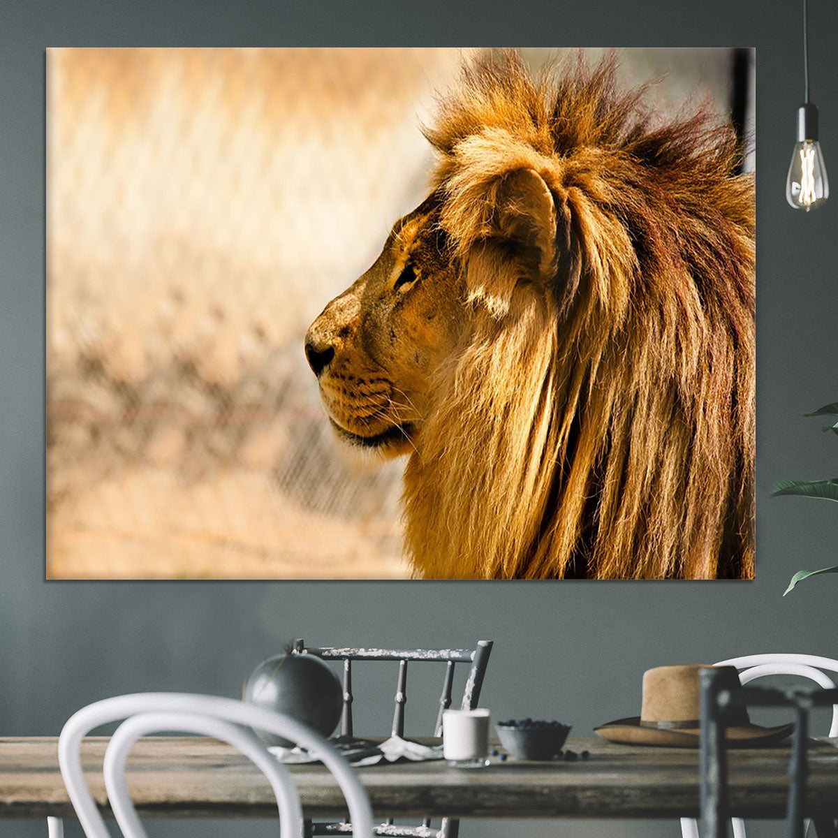 beautiful African lion relaxing on the sun Canvas Print or Poster - Canvas Art Rocks - 3
