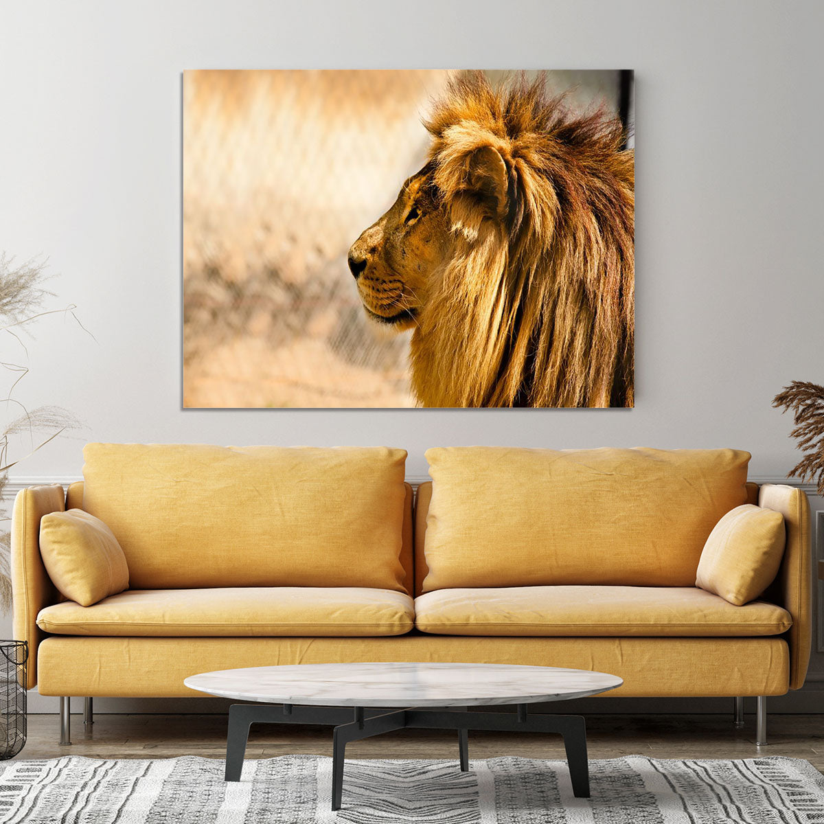beautiful African lion relaxing on the sun Canvas Print or Poster - Canvas Art Rocks - 4