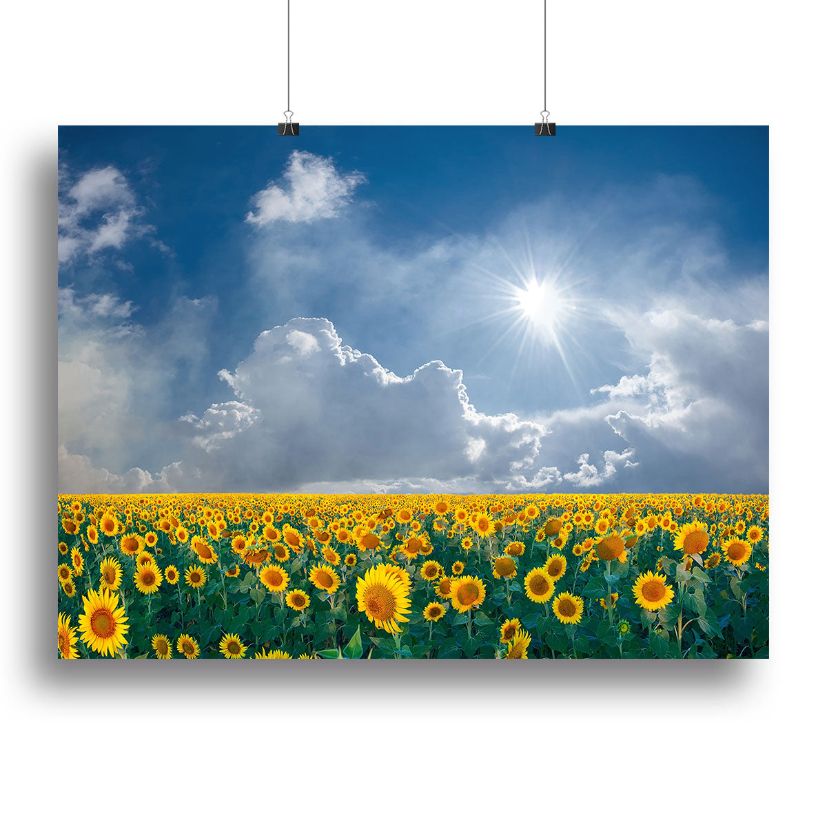 big sunflowers field and blue sky Canvas Print or Poster - Canvas Art Rocks - 2