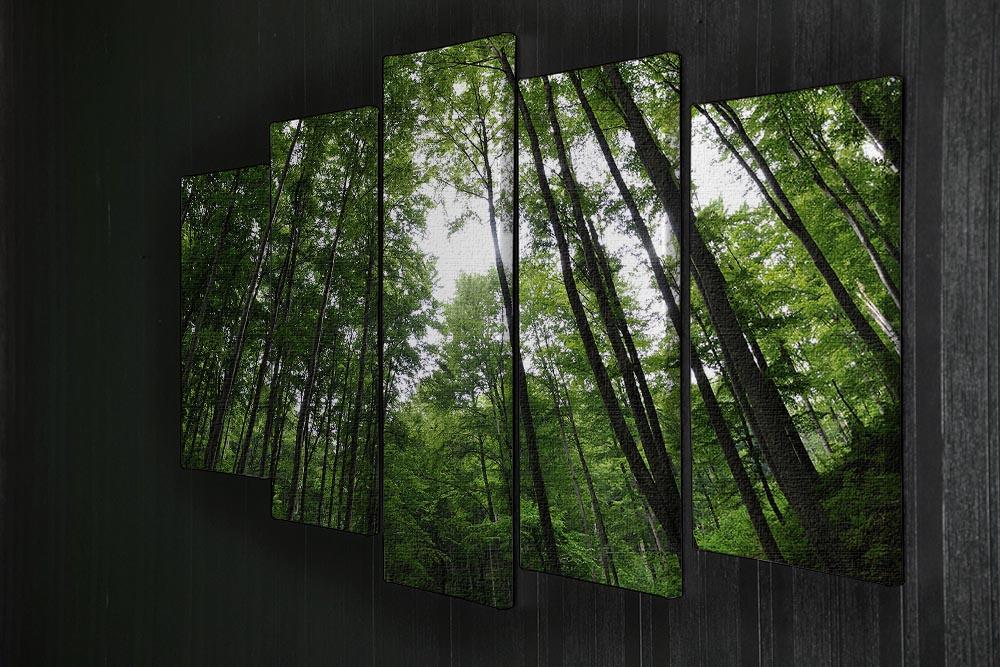 deciduous forest 5 Split Panel Canvas  - Canvas Art Rocks - 2