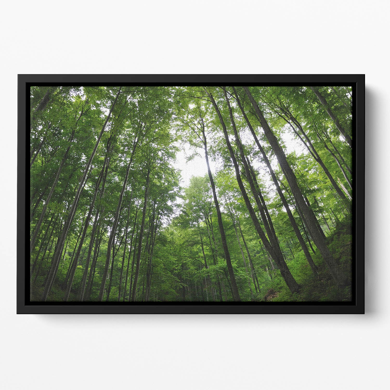 deciduous forest Floating Framed Canvas