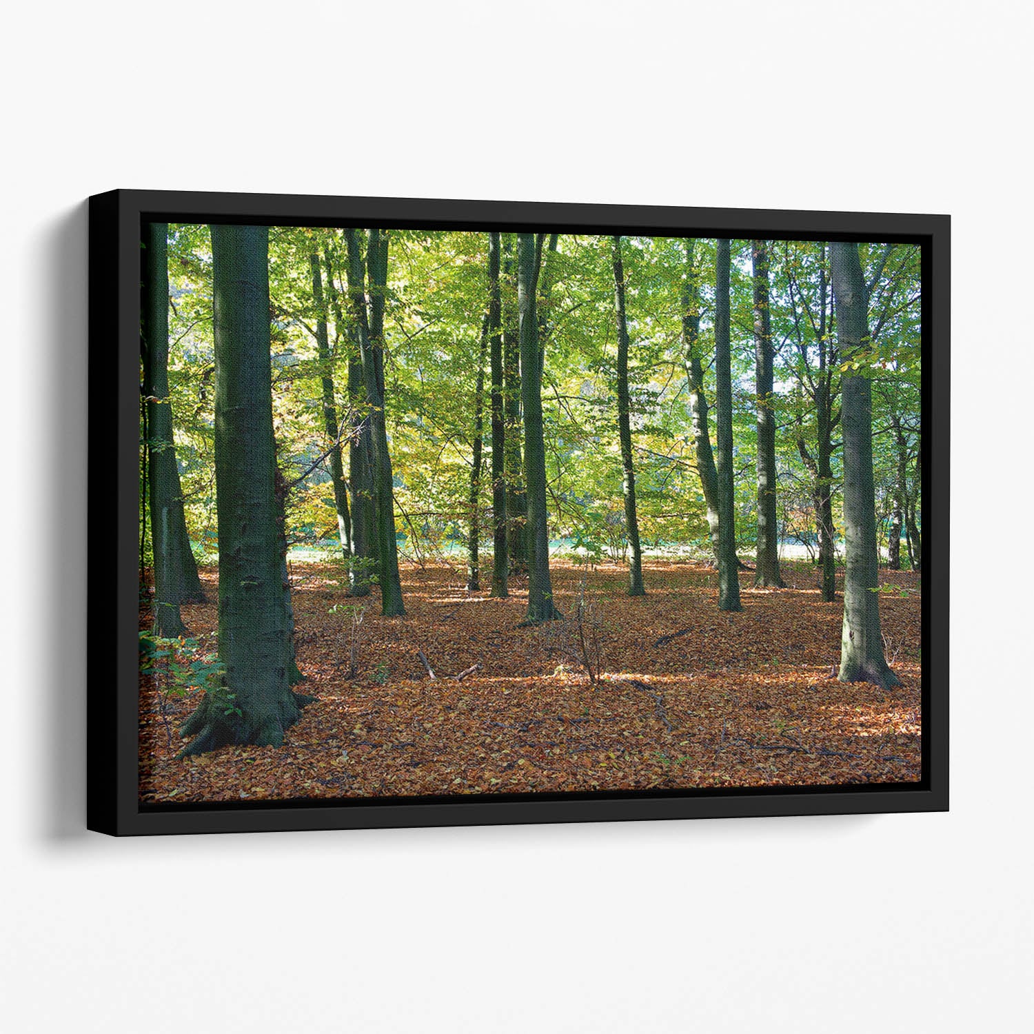 forrest edge in autumn Floating Framed Canvas