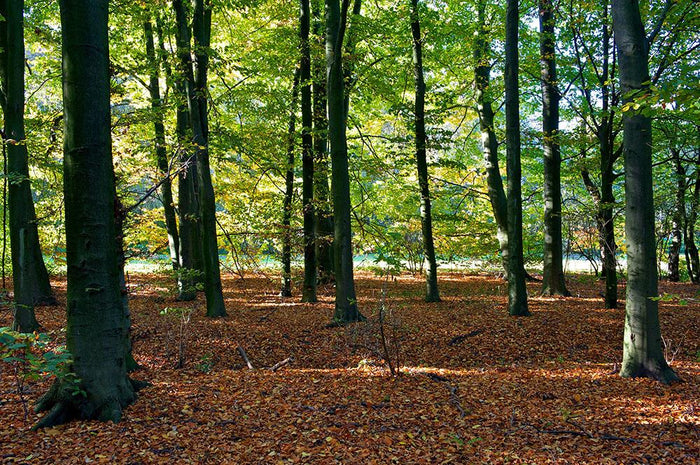 forrest edge in autumn Wall Mural Wallpaper